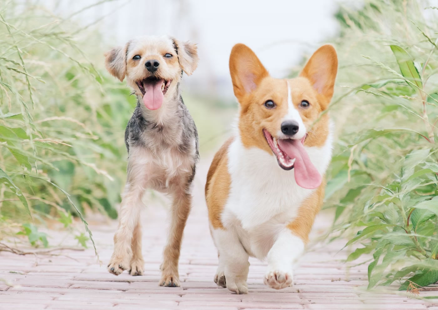orleans-cape-cod-animal-hospital-dog-cat
