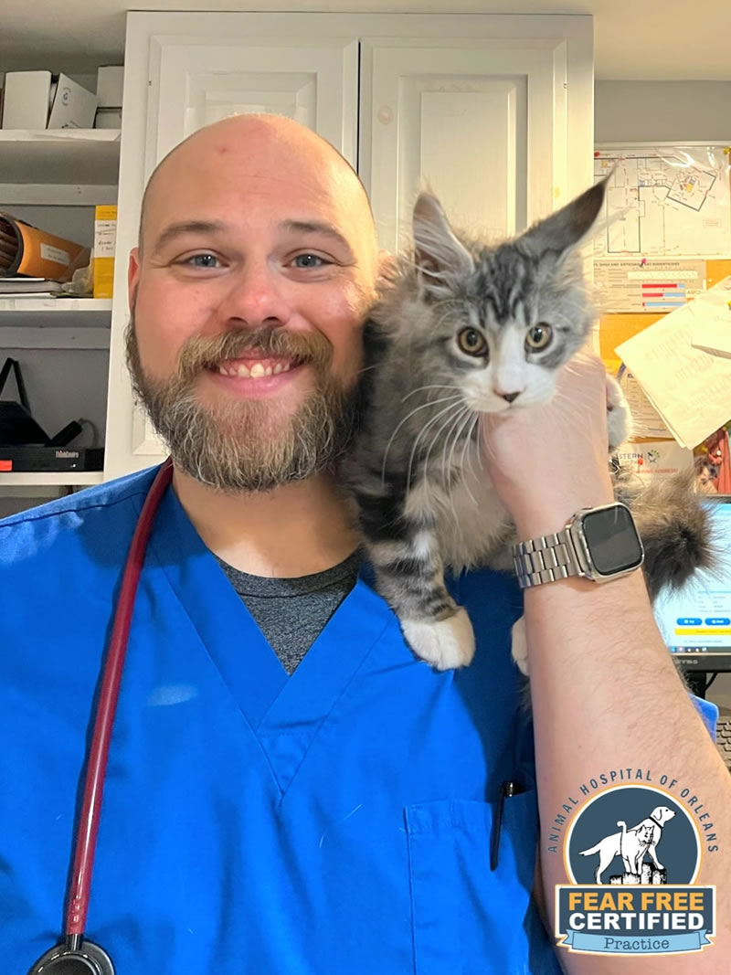 orleans-pet-vet-cat-cape-cod