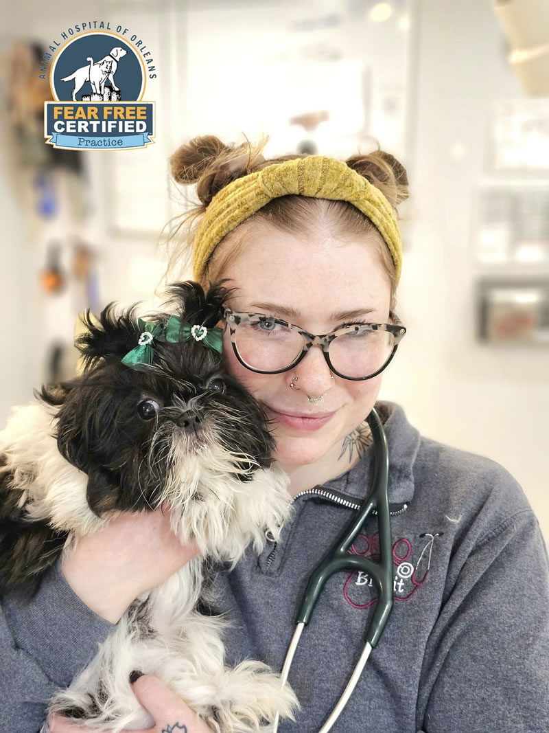orleans-pet-vet-dog