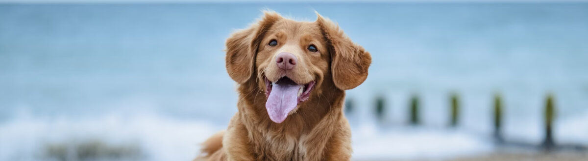 animal-hospital-orleans-bathing-cape-cod