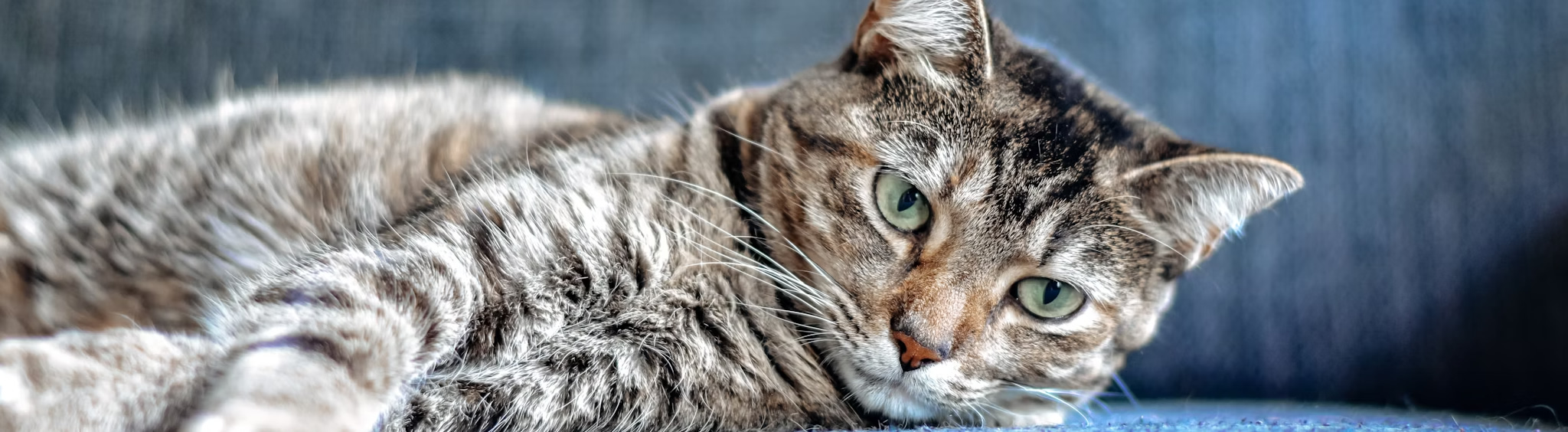 animal-hospital-orleans-client-center