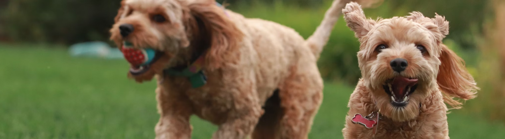 animal-hospital-orleans-dog-boarding-cape-cod