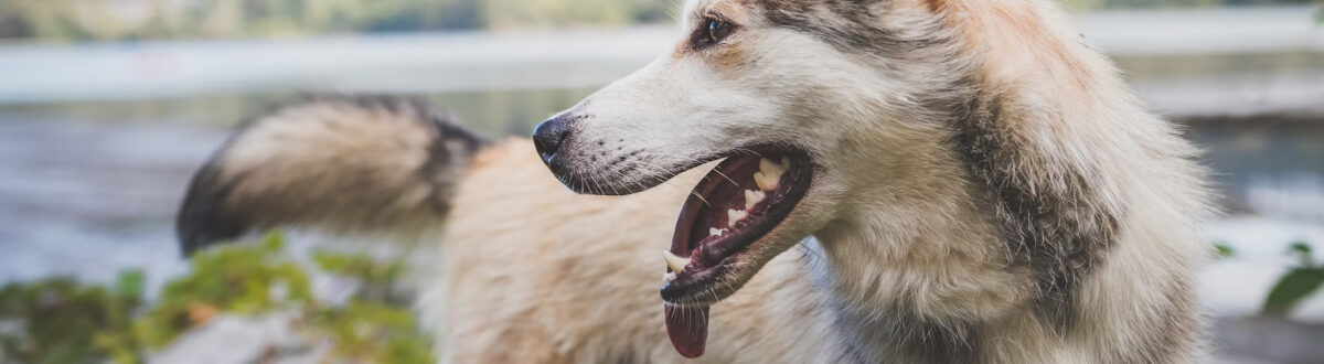 animal-hospital-orleans-dog-dental-care-cape-cod