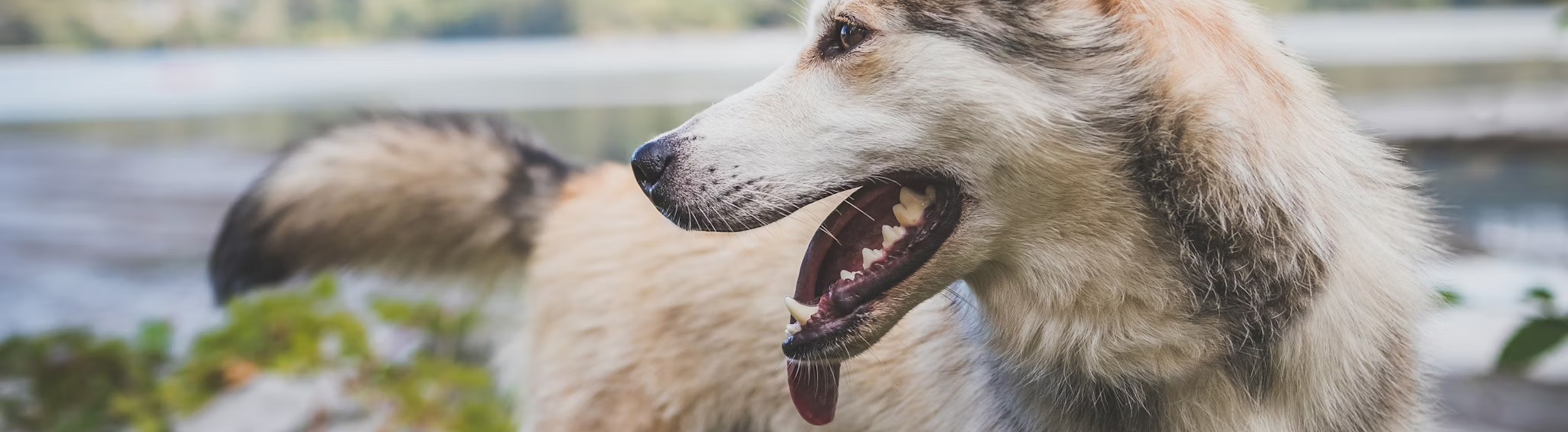 animal-hospital-orleans-dog-dental-care-cape-cod