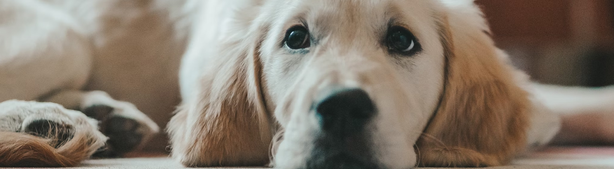 animal-hospital-orleans-dog-laser-therapy-cape-cod