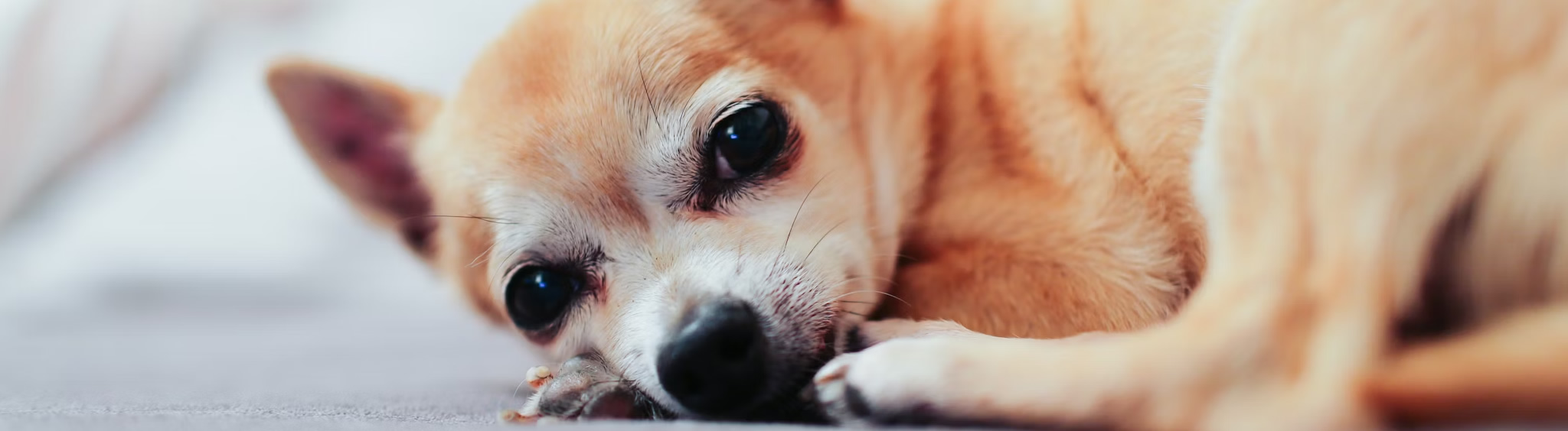 animal-hospital-orleans-early-detection-cape-cod