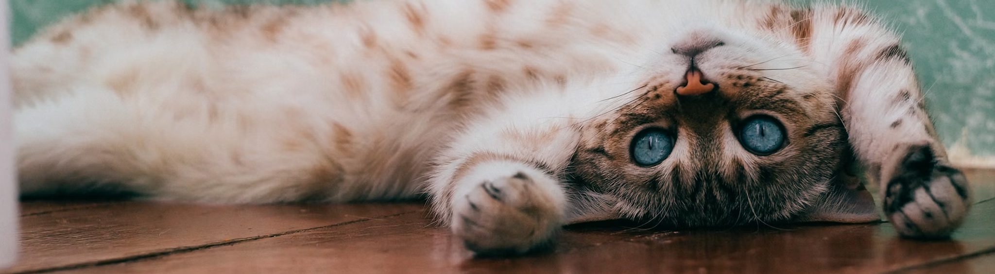 animal-hospital-orleans-services-cape-cod