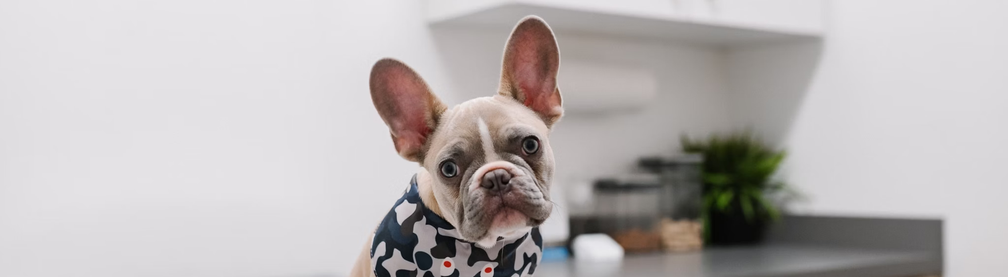 animal-hospital-orleans-surgery