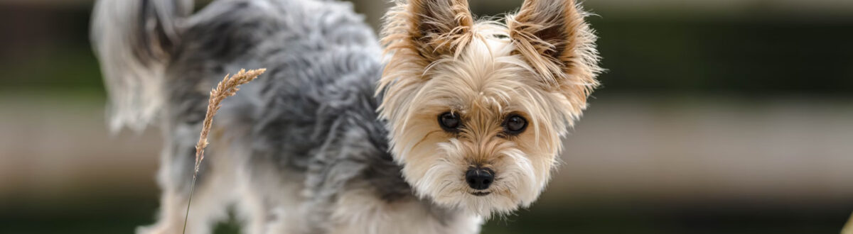 animal-hospital-orleans-wellness