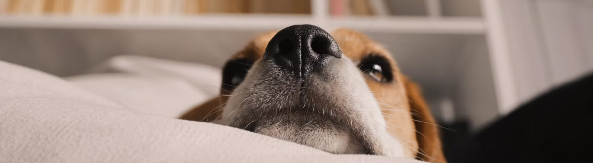 contact-animal-hospital-orleans