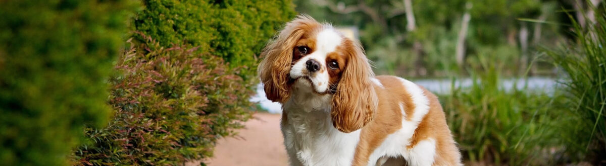 fear-free-dog-visit-orleans-cape-cod-vet