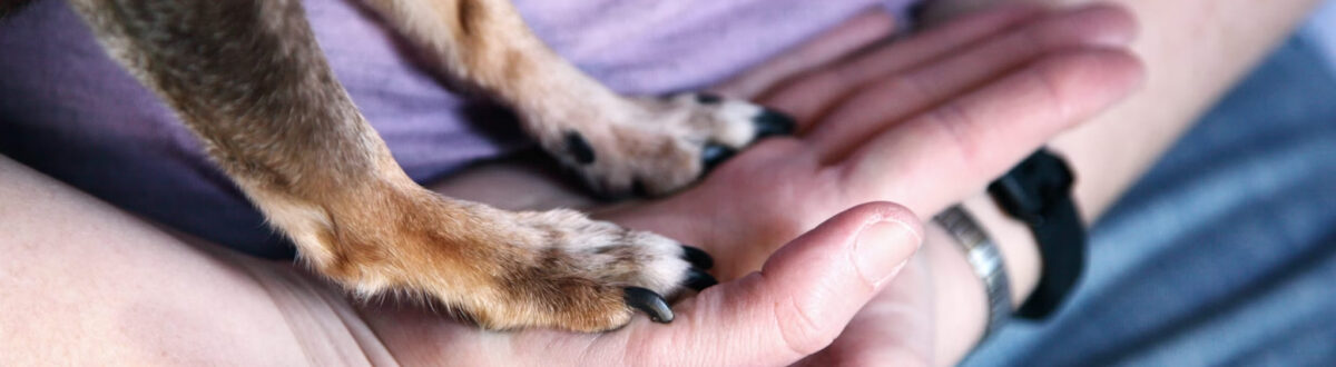 orleans-vet-fear-free-certified-community