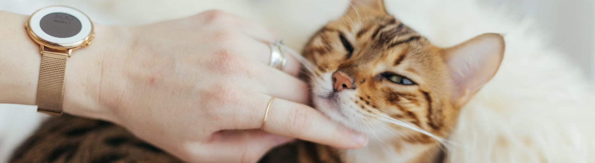 orleans-vet-fear-free-certified-resources