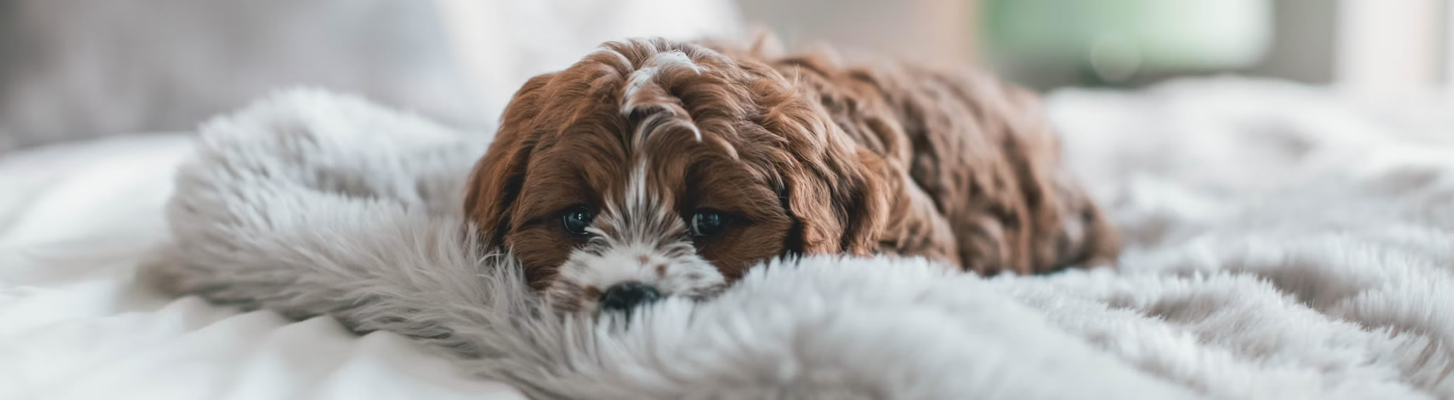 orleans-vet-fear-free-certified-services