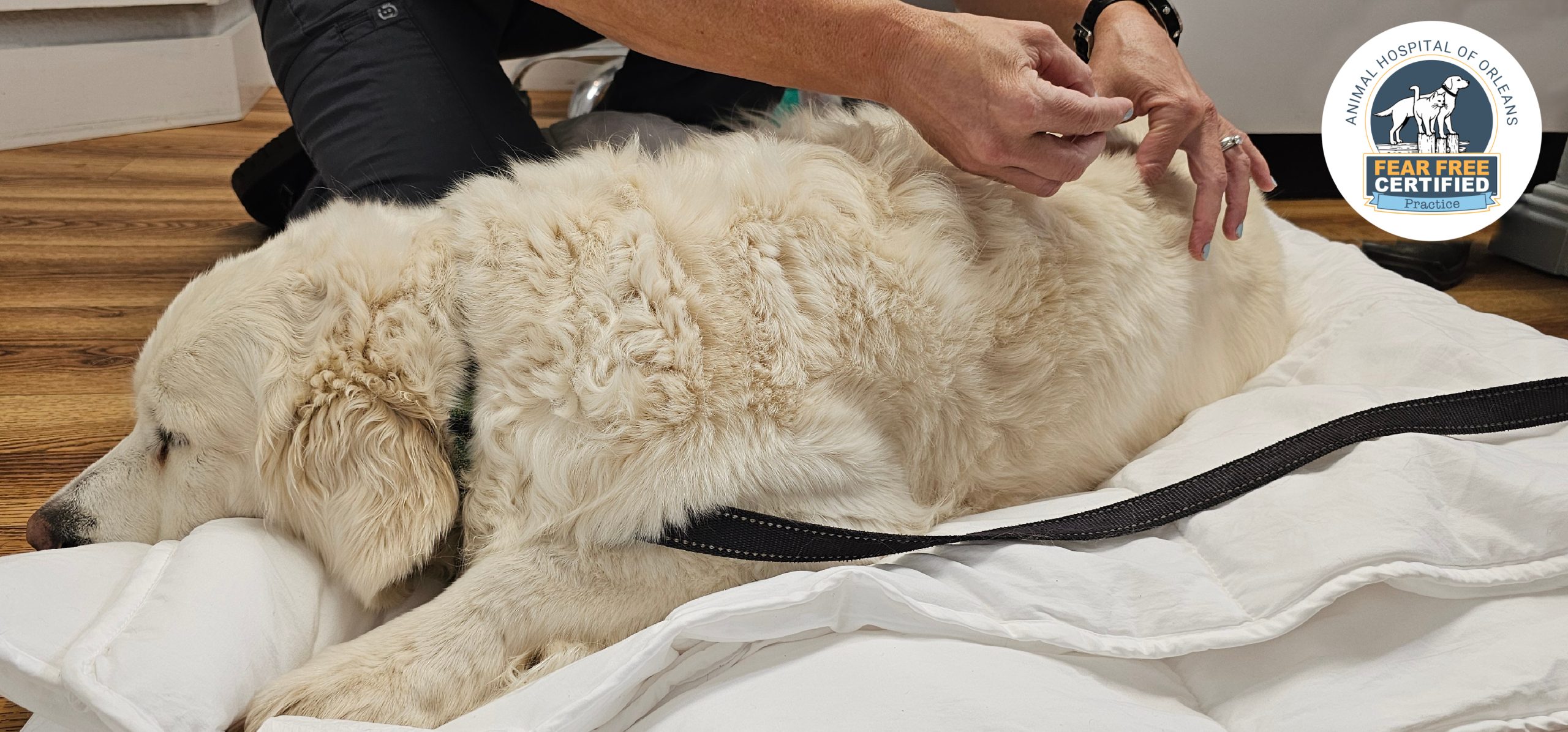 Acupuncture